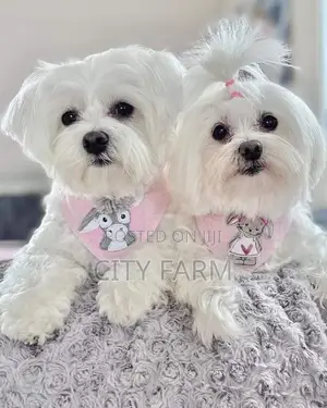 1-3 months Male Purebred Maltese