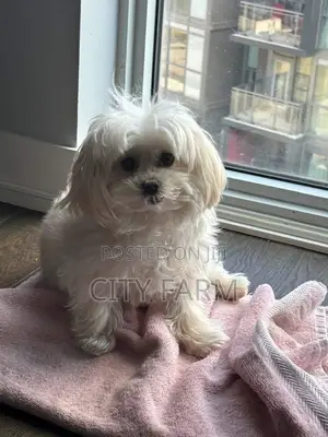 1-3 months Male Purebred Maltese