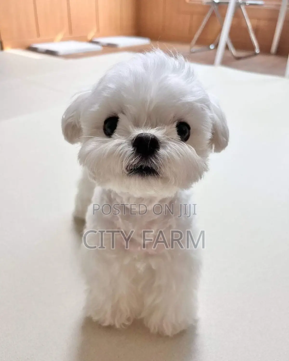 1-3 months Male Purebred Maltese