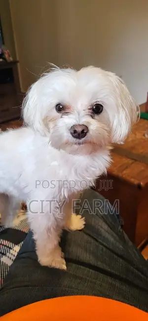 1-3 months Male Purebred Maltese