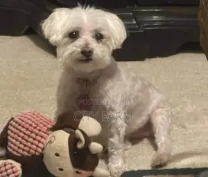 1-3 months Male Purebred Bichon Frise