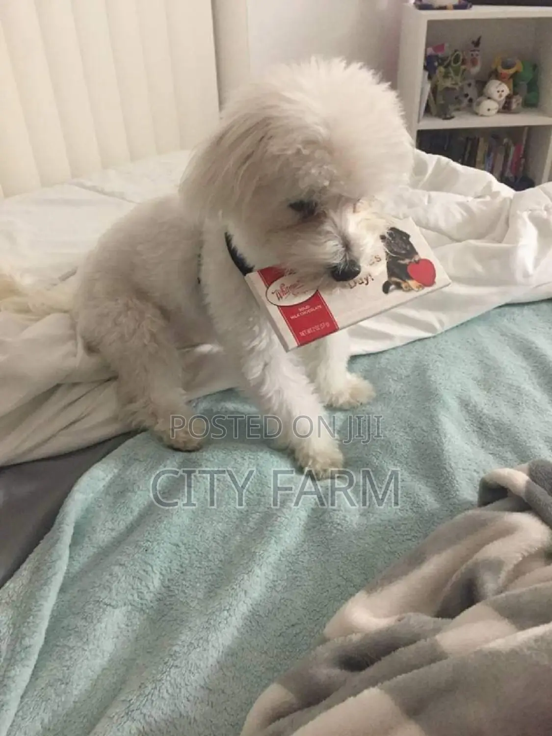 1-3 months Male Purebred Maltese