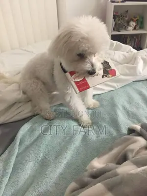 1-3 months Male Purebred Maltese