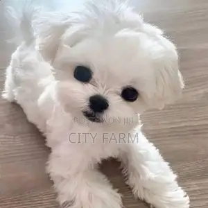 1-3 months Male Purebred Maltese