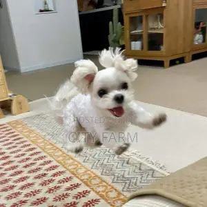 1-3 months Male Purebred Maltese