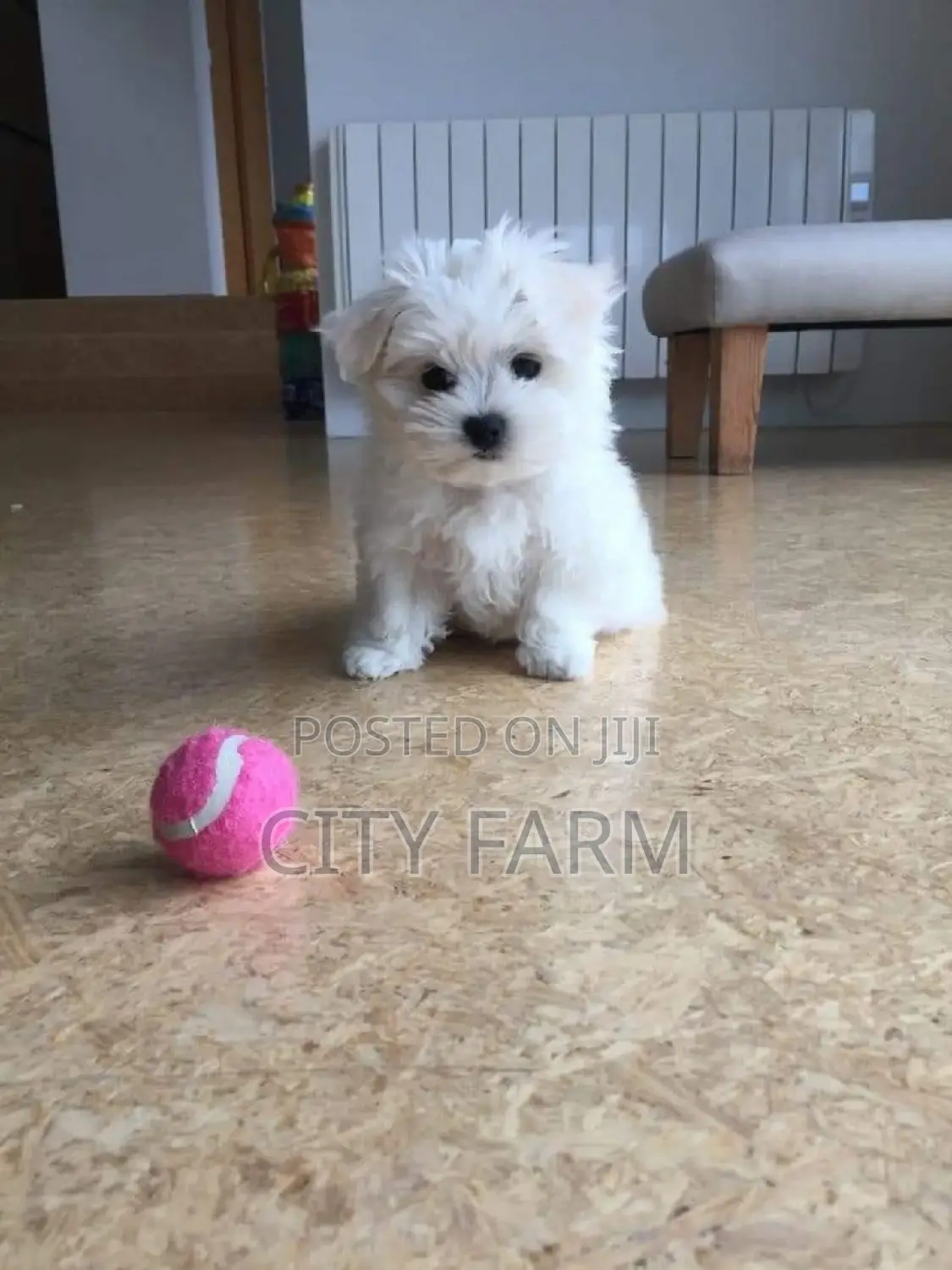 1-3 months Male Purebred Maltese