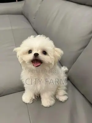 1-3 months Female Purebred Maltese