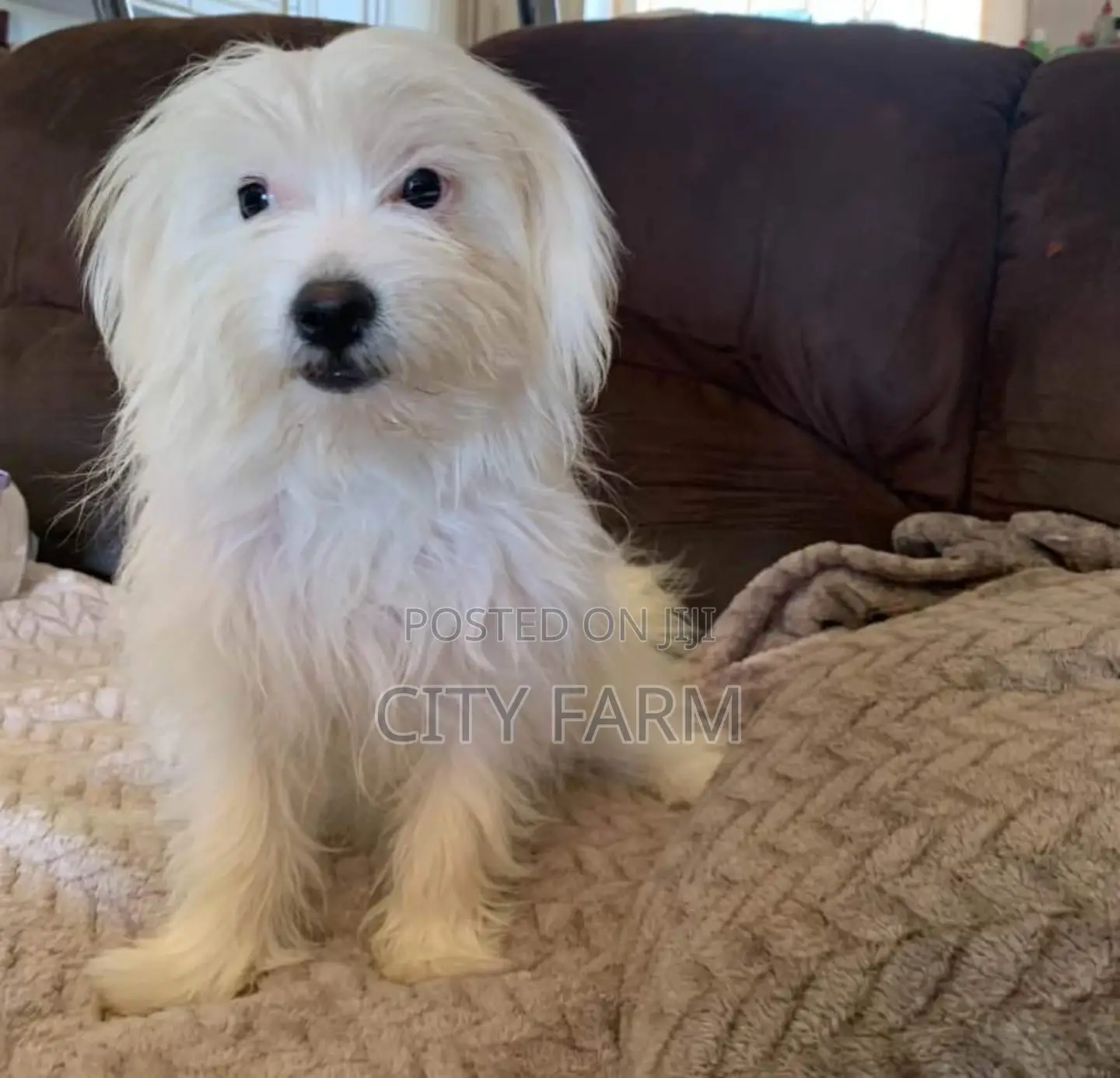 1-3 months Male Purebred Havanese