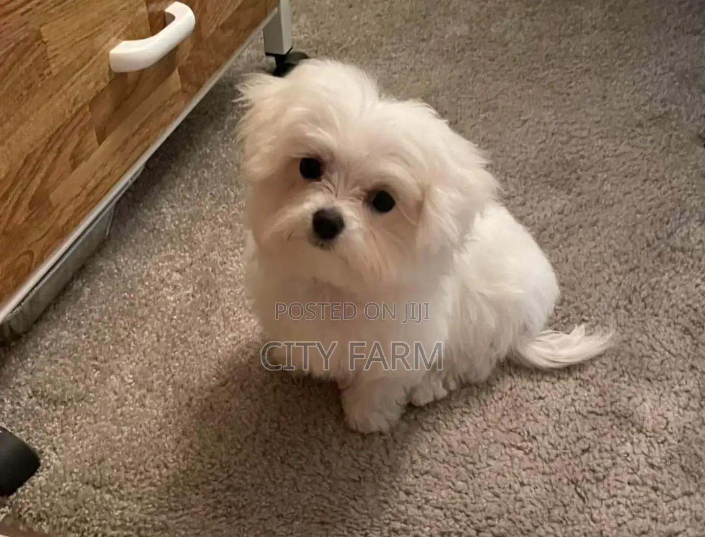 1-3 months Male Purebred Maltese