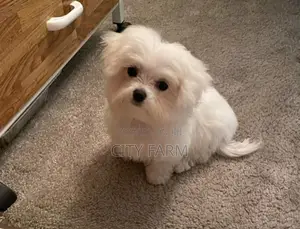 1-3 months Male Purebred Maltese