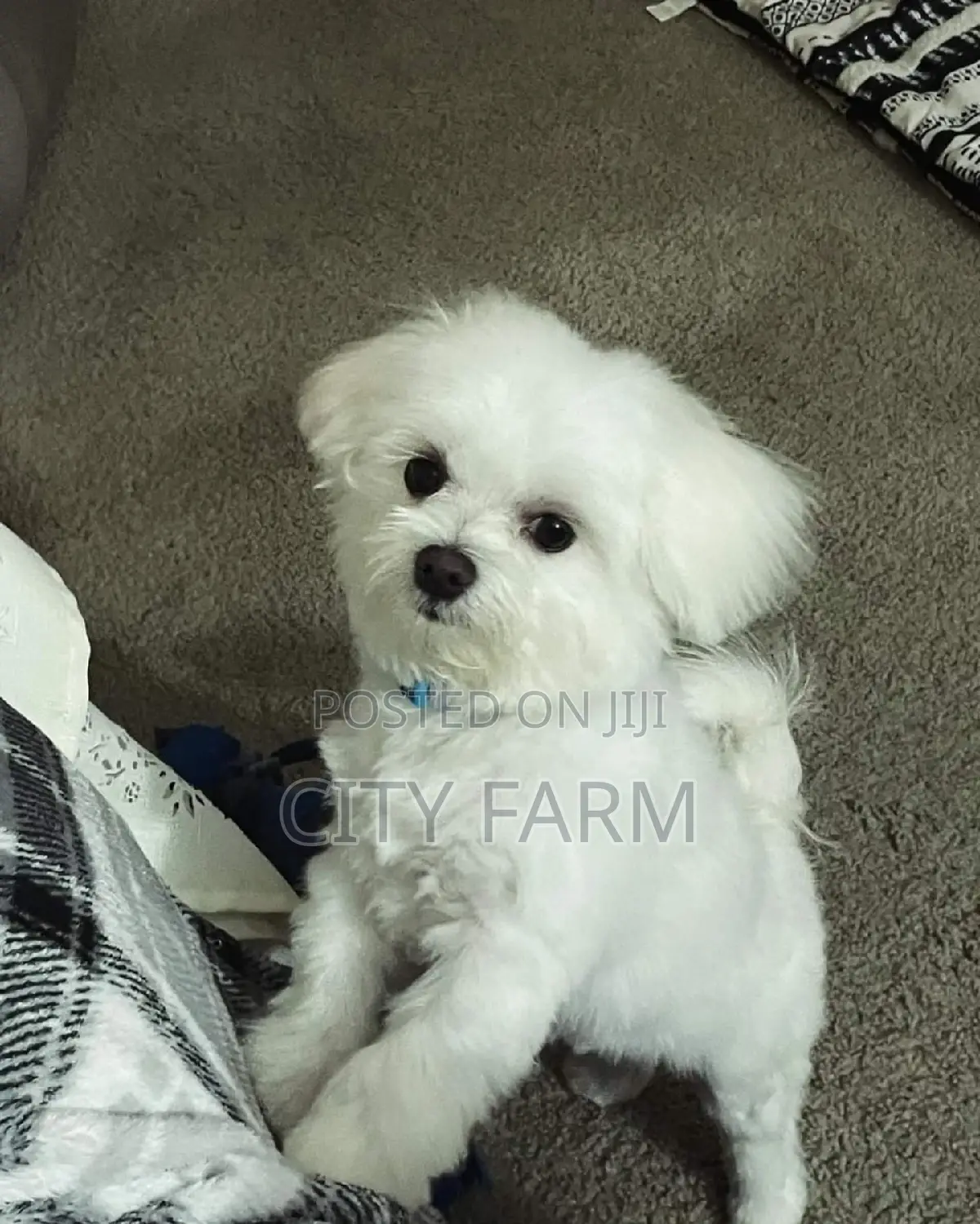 1-3 months Male Purebred Poodle