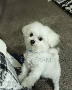 1-3 months Male Purebred Poodle