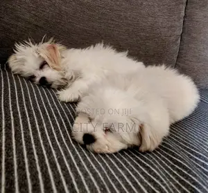 1-3 months Male Purebred Maltese