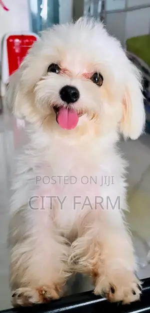 1-3 months Male Purebred Maltese