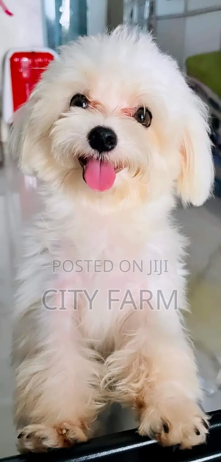 1-3 months Male Purebred Maltese