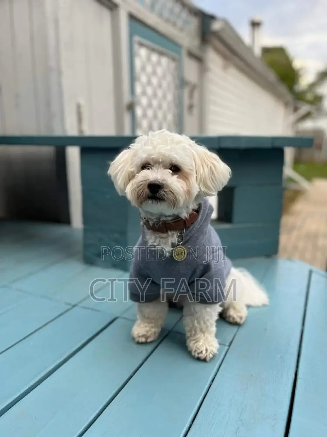 1-3 months Male Purebred Poodle