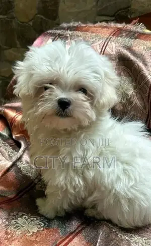 1-3 months Male Purebred Poodle