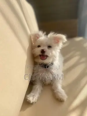 1-3 months Male Purebred Maltese