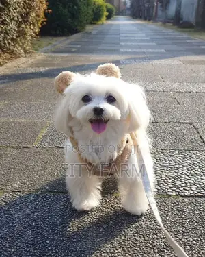 1-3 months Male Purebred Lhasa Apso