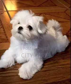 1-3 months Male Purebred Maltese