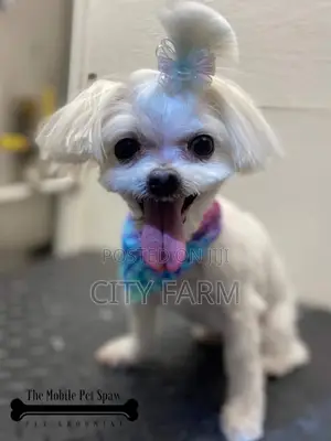 1-3 months Male Purebred Maltese