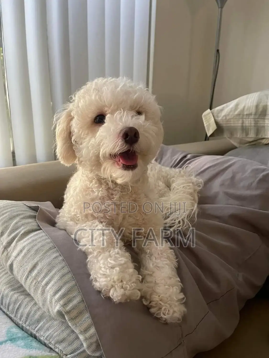 1-3 months Male Purebred Maltese