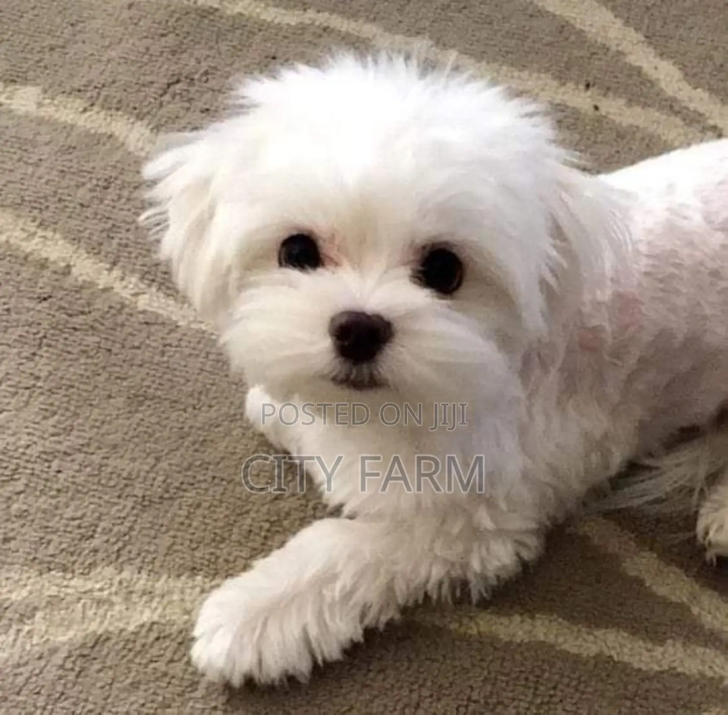 1-3 months Male Purebred Poodle