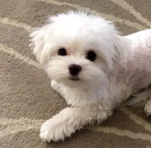 1-3 months Male Purebred Poodle