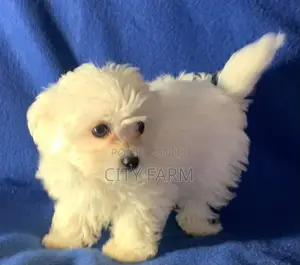 1-3 months Male Purebred Maltese