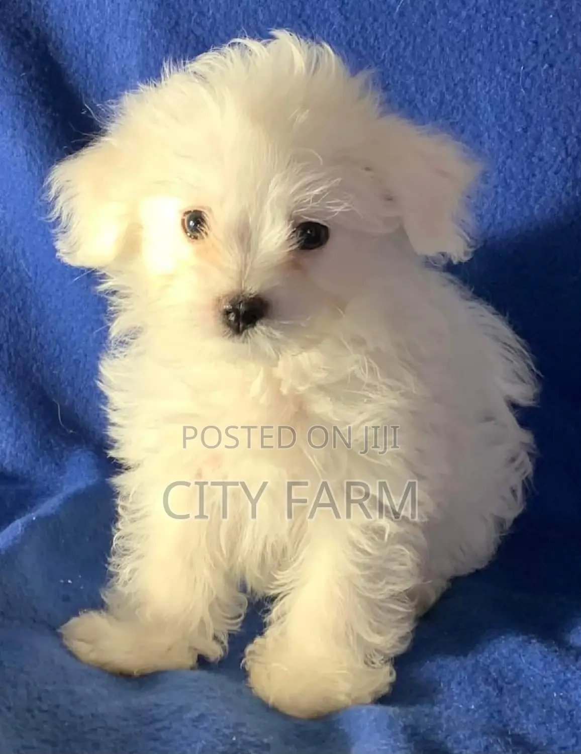 1-3 months Male Purebred Poodle