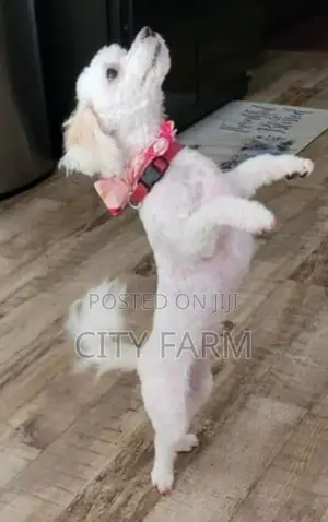1-3 months Male Purebred Maltese