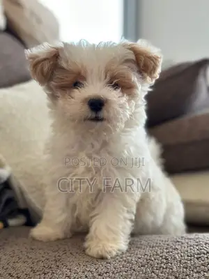 1-3 months Male Purebred Poodle