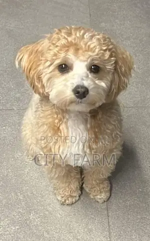1-3 months Male Purebred Havanese