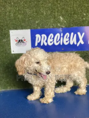 3-6 months Male Purebred Poodle
