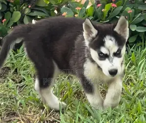 1-3 months Male Purebred Siberian Husky