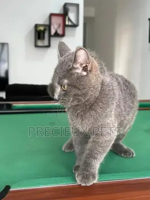 1-3 months Male Purebred British Shorthair