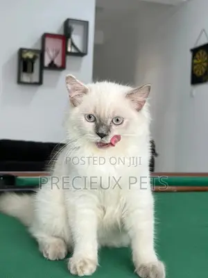 1-3 months Female Purebred British Shorthair