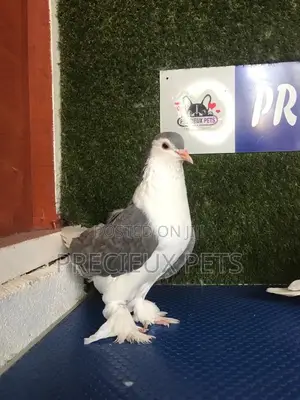 1 Pair Grey Colored Lahore Pigeons