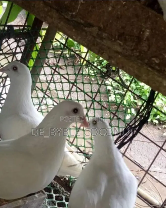 Purely White Dove Is Going for Cool Price