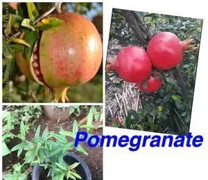 Pomegranate Seedlings