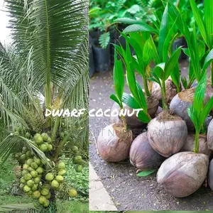 Dwarf and Hybrid Coconut Seedlings