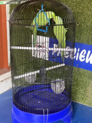 Ringneck Parrot Cage Tag 0001