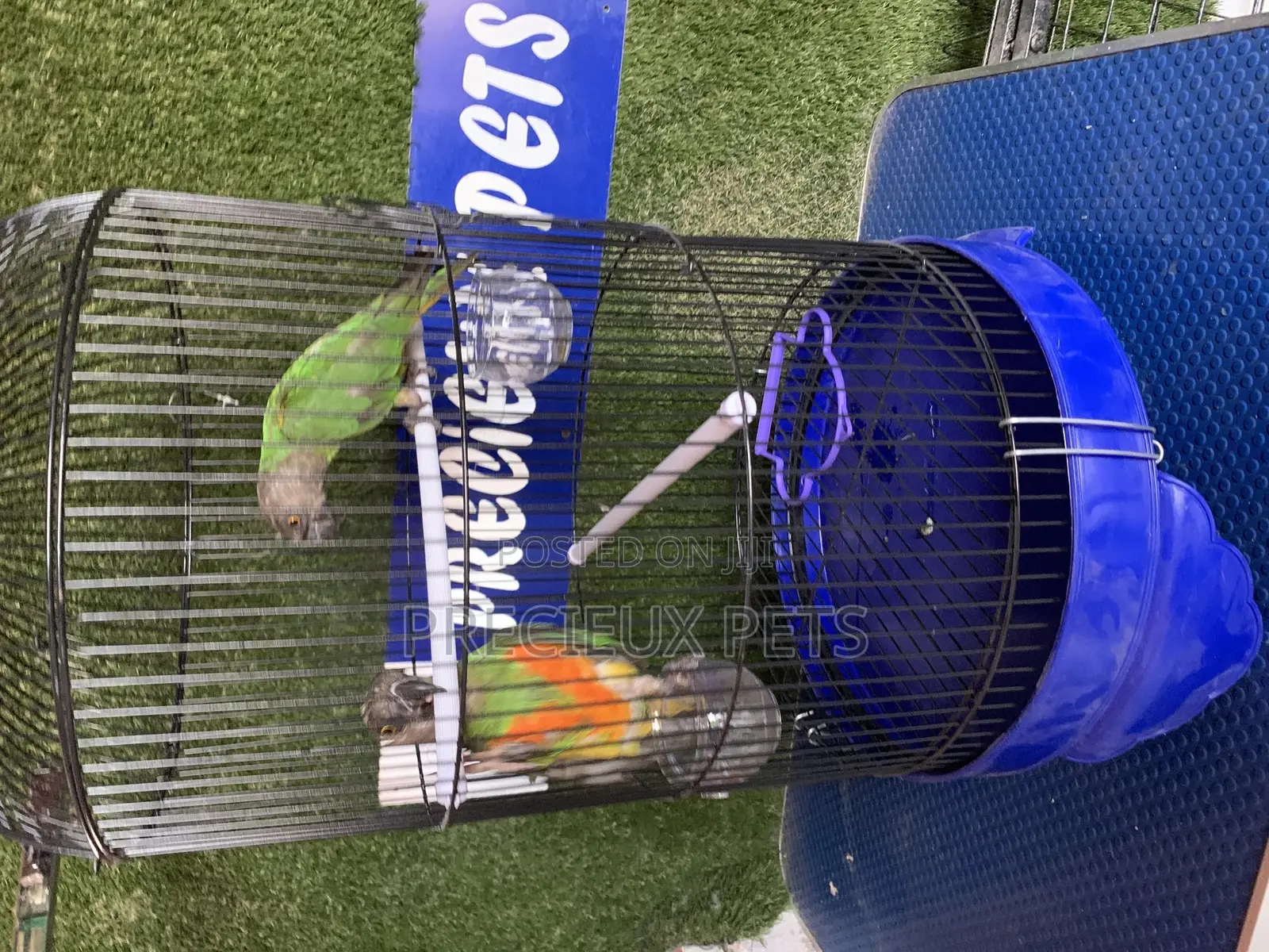 Senegal Parrot Cage Tag 00001