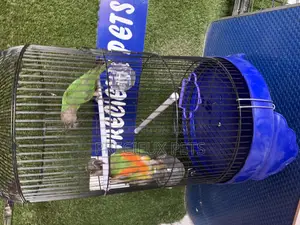 Senegal Parrot Cage Tag 00001