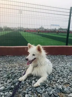 6-12 months Male Purebred Japanese Spitz