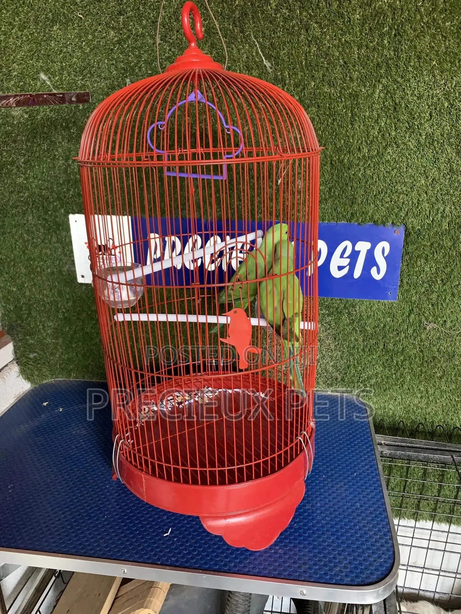 Indian Ringneck Parrot Cage Tag 00002