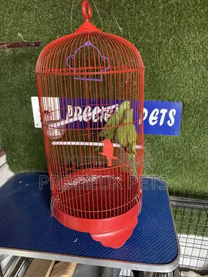 Indian Ringneck Parrot Cage Tag 00002