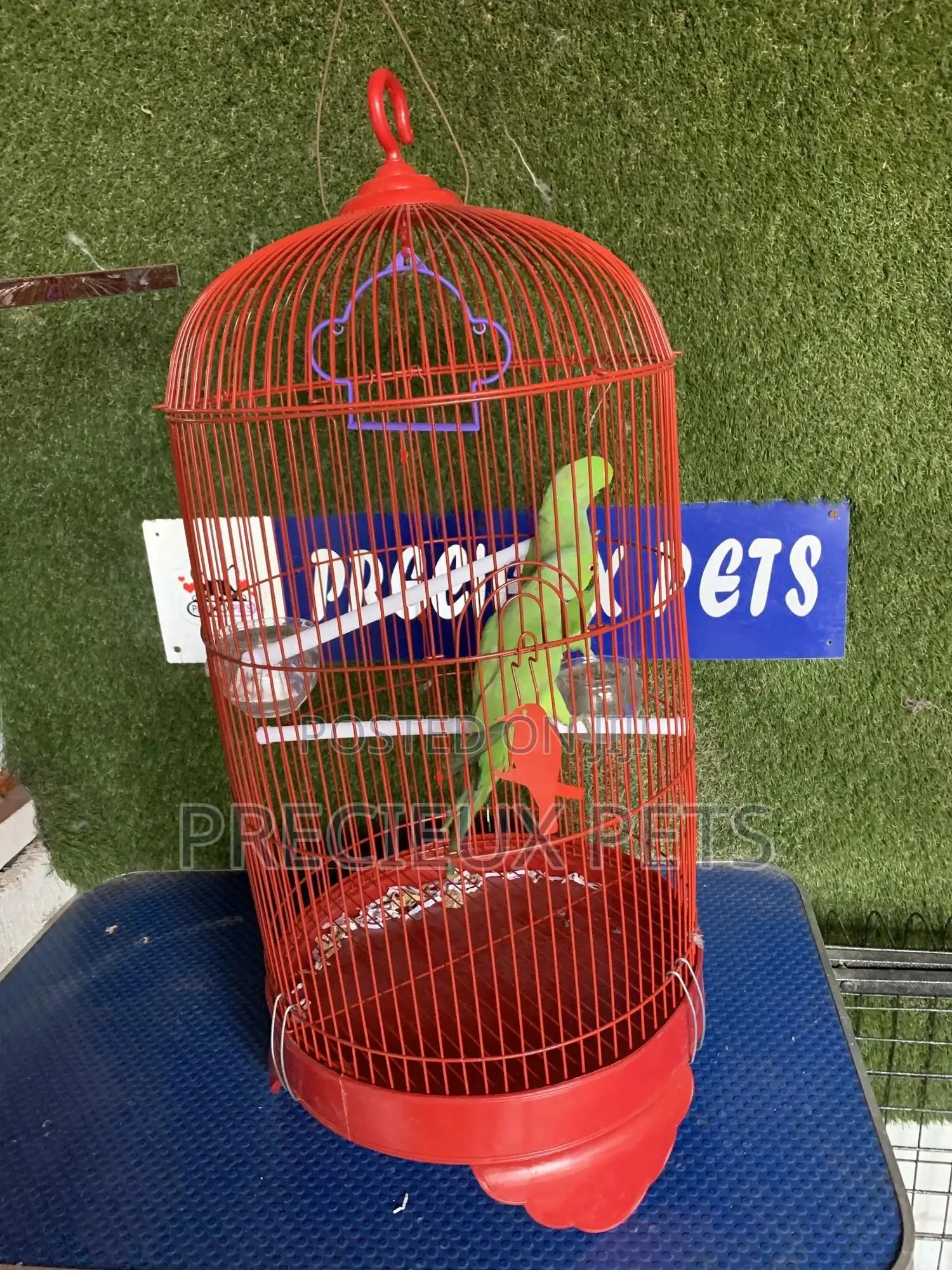 Indian Ringneck Parrot Cage Tag 00002