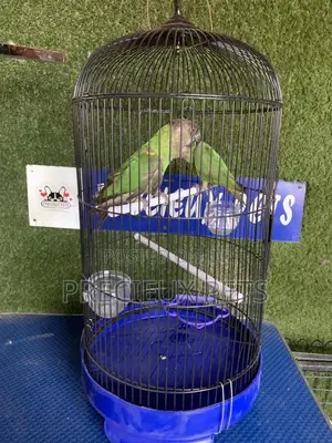 Senegal Parrot Cage Tag 00001