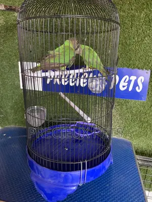 Senegal Parrot Cage Tag 00001